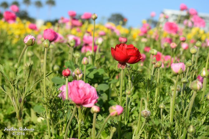 The Flower Fields, Carlsbad 
