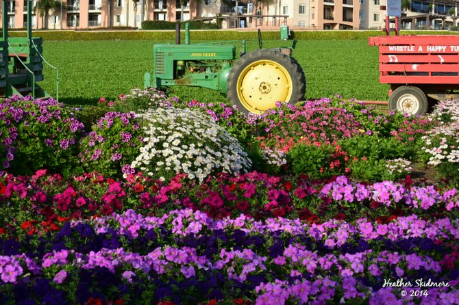 The Flower Fields, Carlsbad 