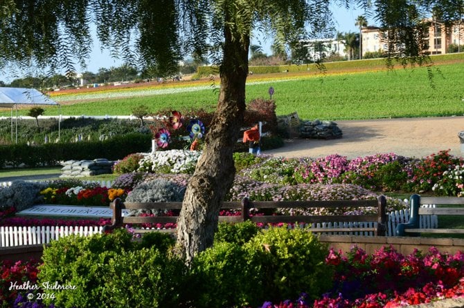 The Flower Fields, Carlsbad 