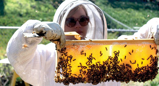 Hilary Kearney, in her bee suit, inspects a section of backyard beehive.
