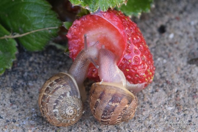 Breakfast for two...strawberries in North Park.