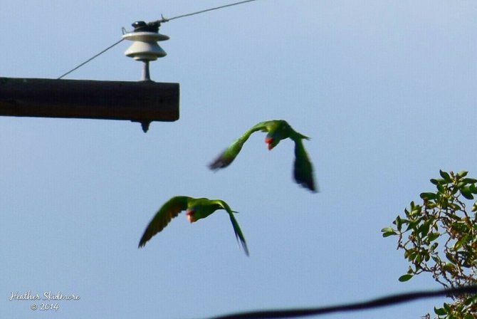 Birds of North Park