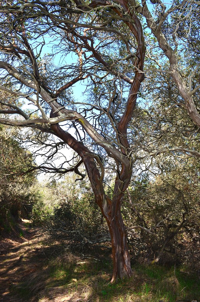 Old growth Mission Manzanita (Xylococcus bicolor) at Del Mar Mesa.  March 2014.  Very special trees, these.  