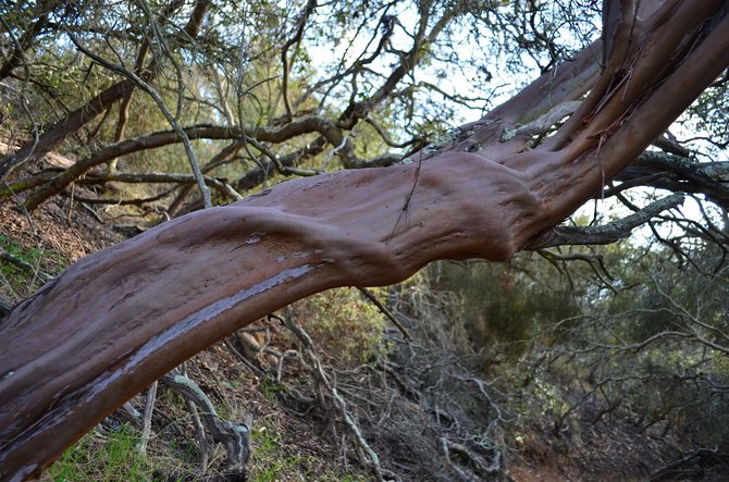 Old growth Mission Manzanita (Xylococcus bicolor) trunk at Del Mar Mesa.  March 2014.  I believe many of the trees here are 100-200 years old.  They are a treasure and should be protected.  