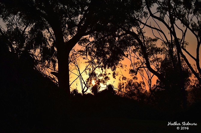 Presidio Park Sunset