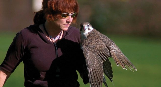 Master falconer Kate Marden on capturing this bird of prey: “It’s like catching a baby dragon.”