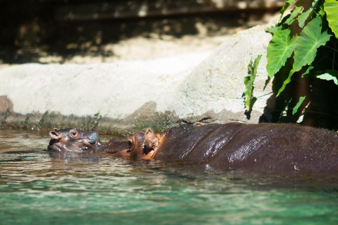 A hippo was born at the San Diego Zoo this week! Photo by Rich Soublet