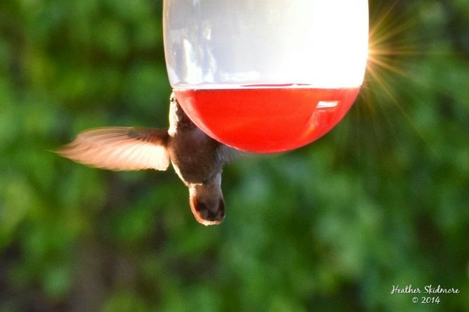 Hummingbird in my garden in North Park.