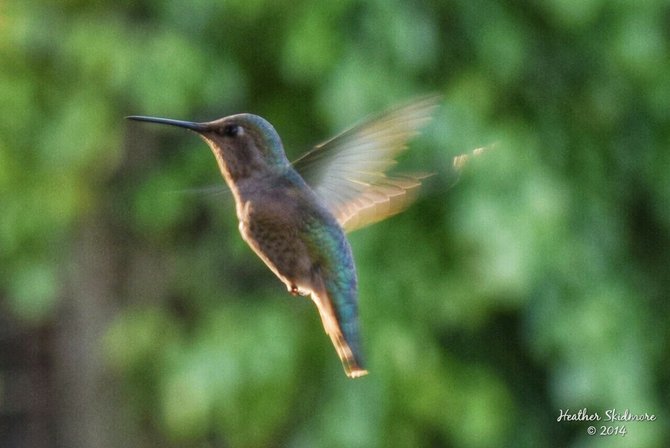 Hummingbird in my garden in North Park.