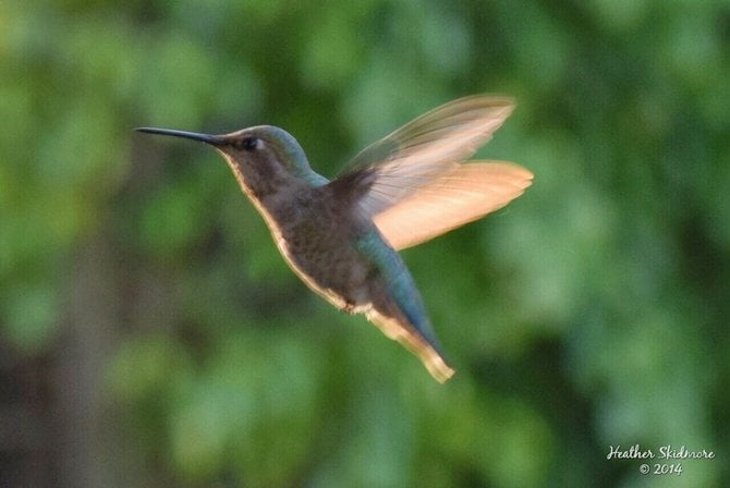 Hummingbird in my garden in North Park.