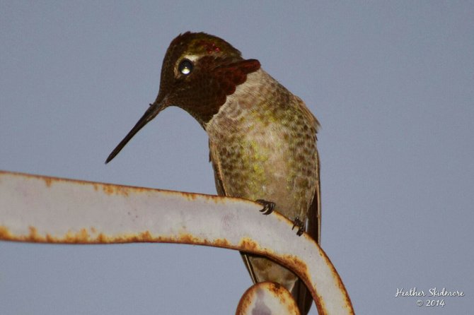 Hummingbird in my garden in North Park.