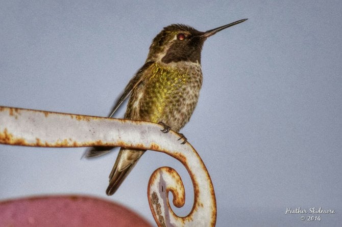 Hummingbird in my garden in North Park.