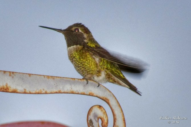 Hummingbird in my garden in North Park.