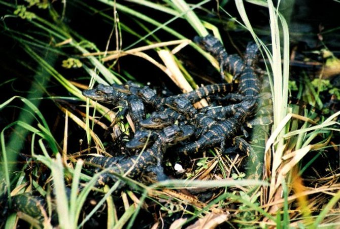 Baby alligators in a nest on the river bank.