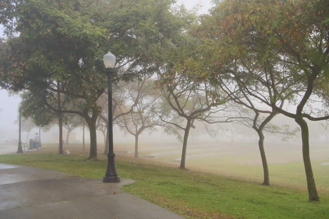  A Misty Monday Morning
(Ward Canyon Park, Kensington)