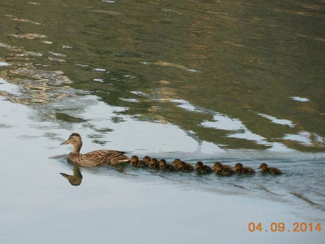 Spring at Lake Murray, Momma and her 11 ducklings. 