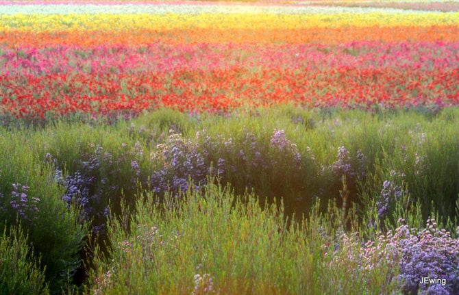 The Flower fields

Carlsbad, California