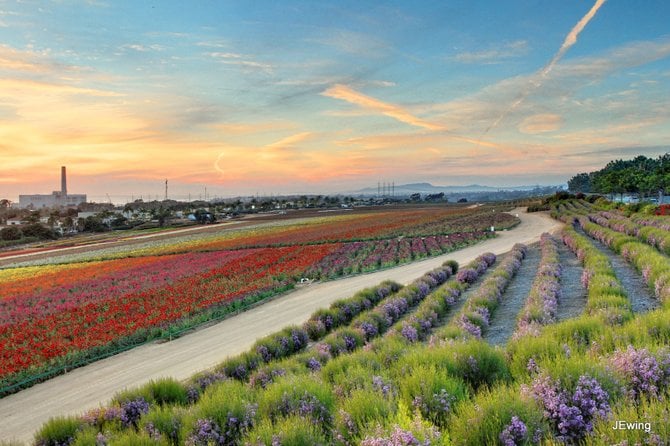 The Flower Fields

Carlsbad, California