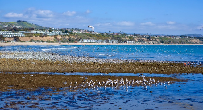 A very low tide at Doheny State Beach. (Stock photo)