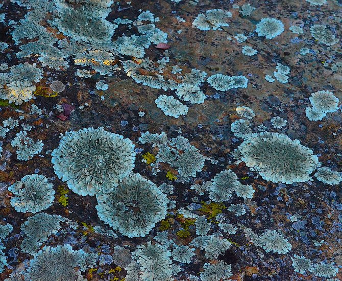 Lichen growing on rock.  Rancho Penasquitos.  November 2013.  