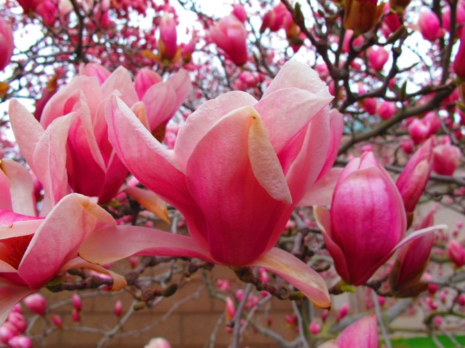 Pink magnolias at the Smithsonian, Wash DC, April 2014