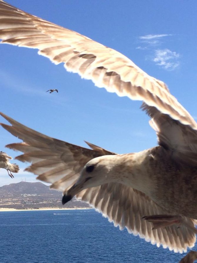 Feathered Friends in Mazatlan, Mexico.
