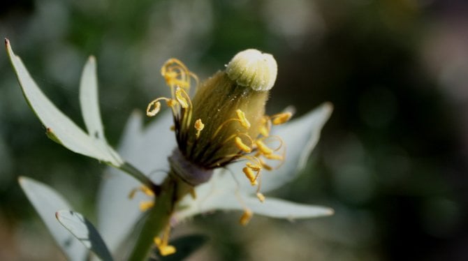 The life cycle of the Matilija Poppy, Los Jilgueros Preserve, Fallbrook
