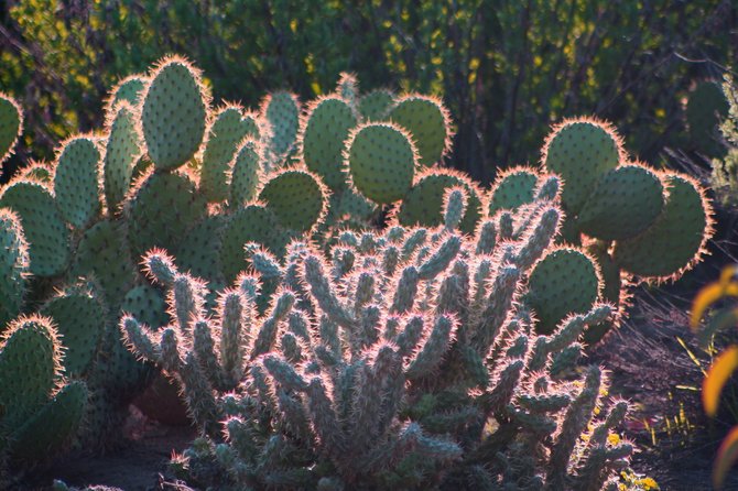 Cacti, back-lit
Los Jilgueros Preserve, Fallbrook