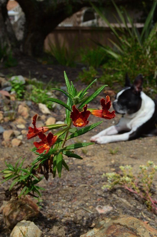 Sticky monkey-flower (Mimulus aurantiacus) and Boston Terrier:  A study.   My backyard.  Rancho Penasquitos.  April 2014.  