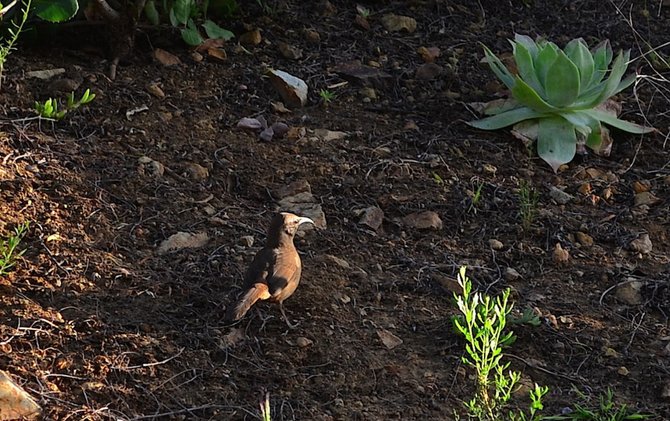 The rarely seen California Thrasher foraging for food in my backyard.  Rancho Penasquitos.  Dudleya pulverulenta in the background.  April 2014.  