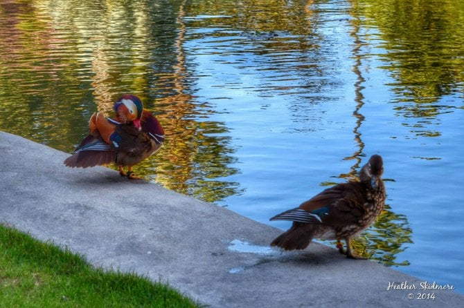 Mandarin Duck at Balboa Park