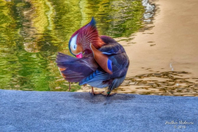 Mandarin Duck at Balboa Park