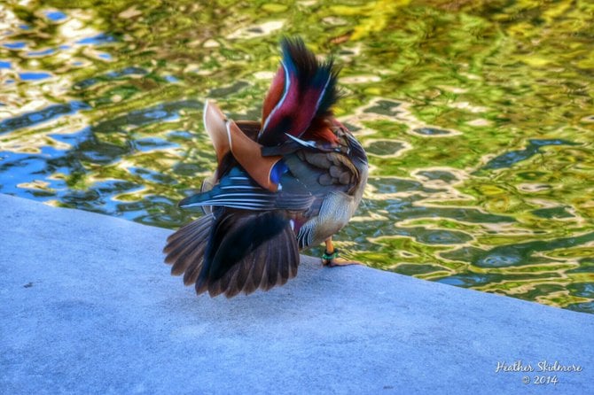 Mandarin Duck at Balboa Park