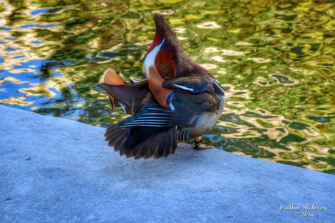 Mandarin Duck at Balboa Park