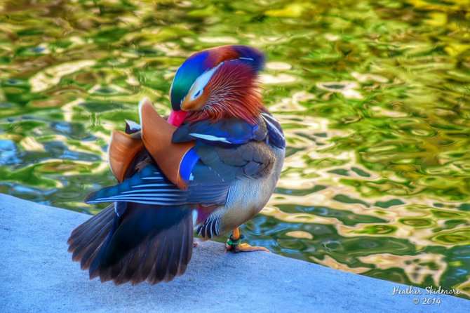 Mandarin Duck at Balboa Park