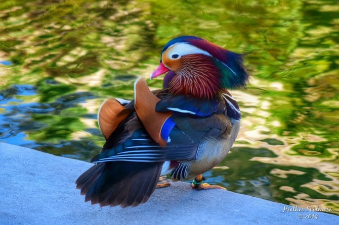 Mandarin Duck at Balboa Park