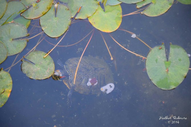 Turtle at Balboa Park