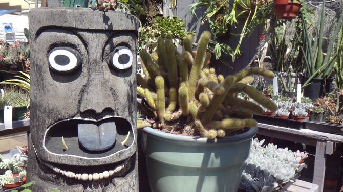 I took this at a cactus shop on El Cajon Blvd. in University Heights. I think that scary wooden creature protects the cacti!