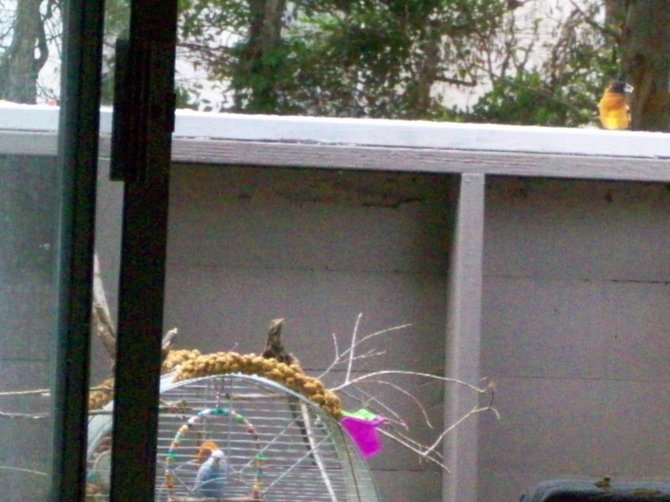 My parakeet bird looks surprised to see a big Bullock's Oriole above her eating seed in Ocean Beach.