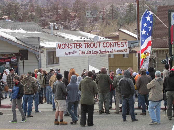 June Lake's annual Monster Trout Contest produced smaller than expect fish.