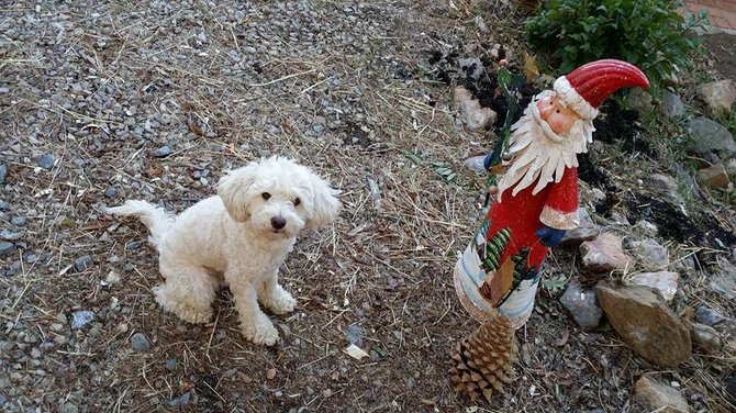 "Pote" Bring the pine cone to the gnome, he didn't play back but he patiently waited.  Julian, CA, 2013 Xmas