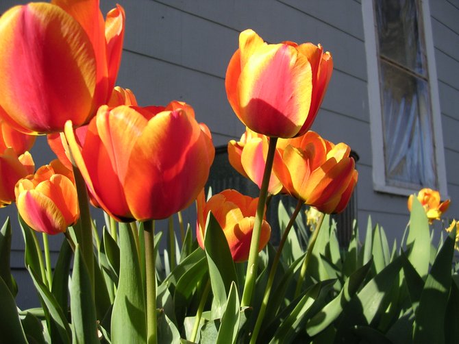 Tulips . New Plymouth Idaho