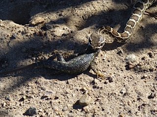 Baby Pacific rattlesnake consumes Western fence lizard at Lake Murray