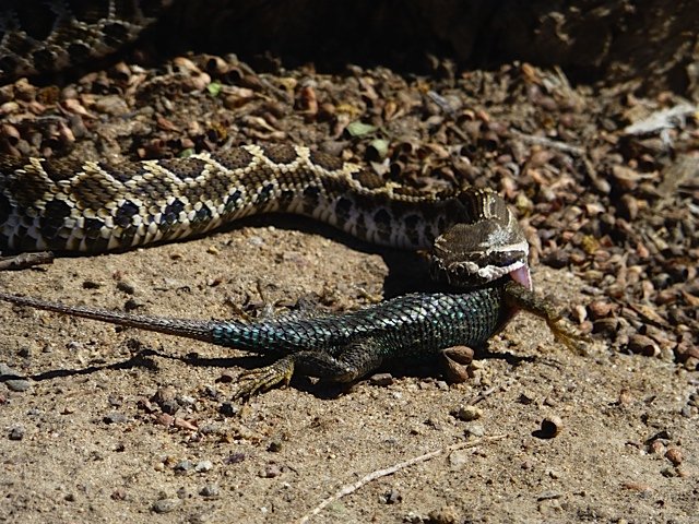 baby rattlesnake eats big lizard