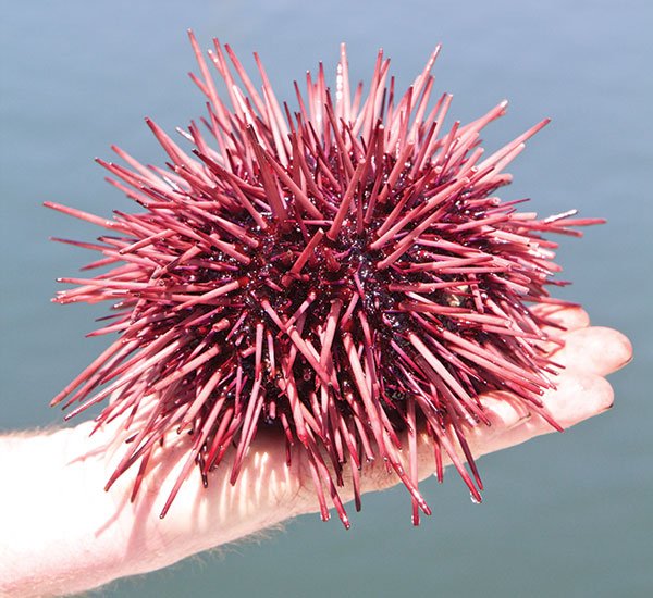What they call sea-urchin roe is actually sea-urchin sex organs. No wonder they say it’s an aphrodisiac.