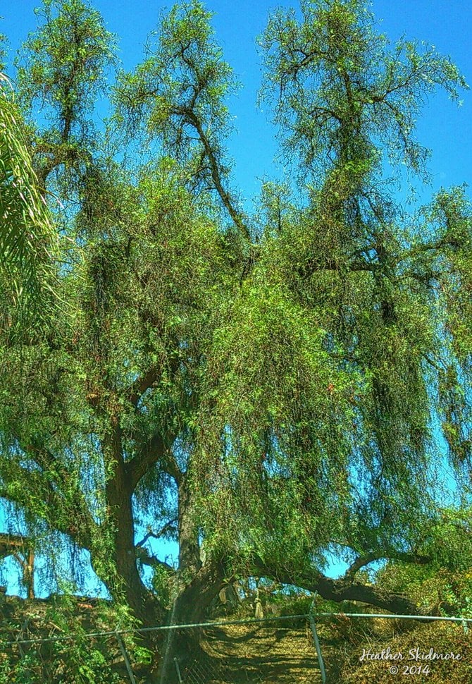 Giant Tree with Rope Swing in National City