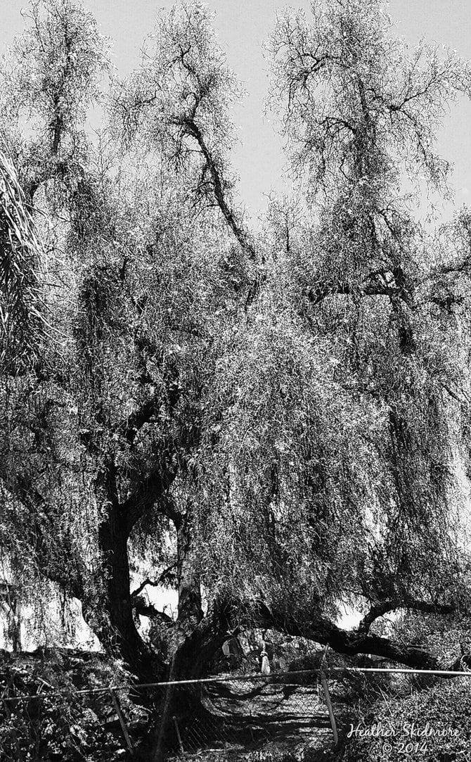 Giant Tree with Rope Swing in National City