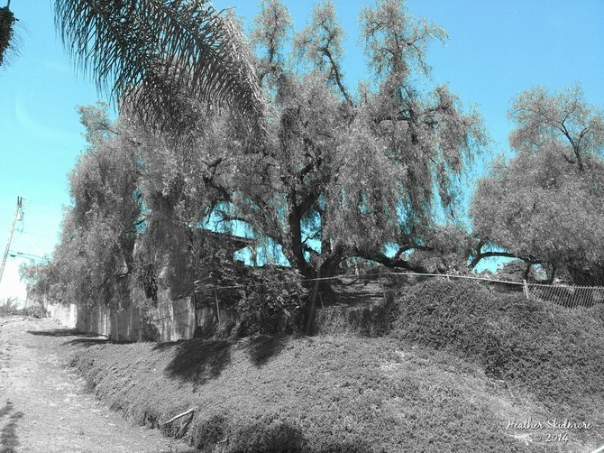 Giant Tree with Rope Swing in National City