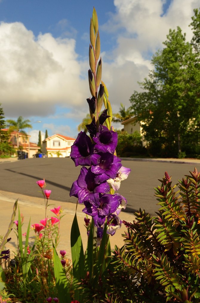 Gladiolus, Hebe, and Clarkia.  My front yard.  Rancho Penasquitos, California.  May 2014.  