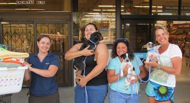Helen Woodward staff member Shannon brings fresh towels and dog bowls while volunteers Blue, Caz, and Darcy take care of puppies at the Encinitas Petco.
